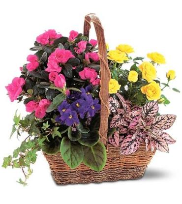 Blooming Basket Br Tf191 1 Denver Co Florist Same Day Flower