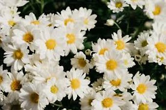 Chrysanthemum Plant