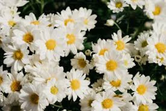 Chrysanthemum Plant