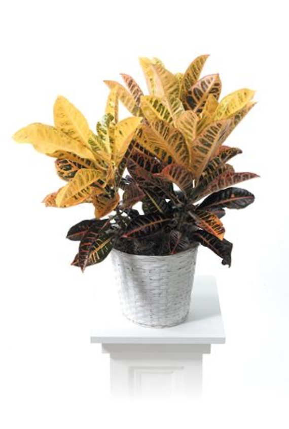 Croton Plant<br>CTT 46-11