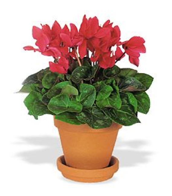 Cyclamen