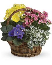 Indoor Mixed Blooming Basket