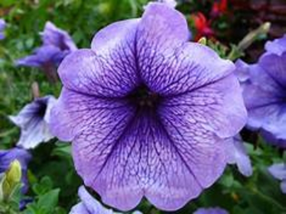 Outdoor Hanging Basket