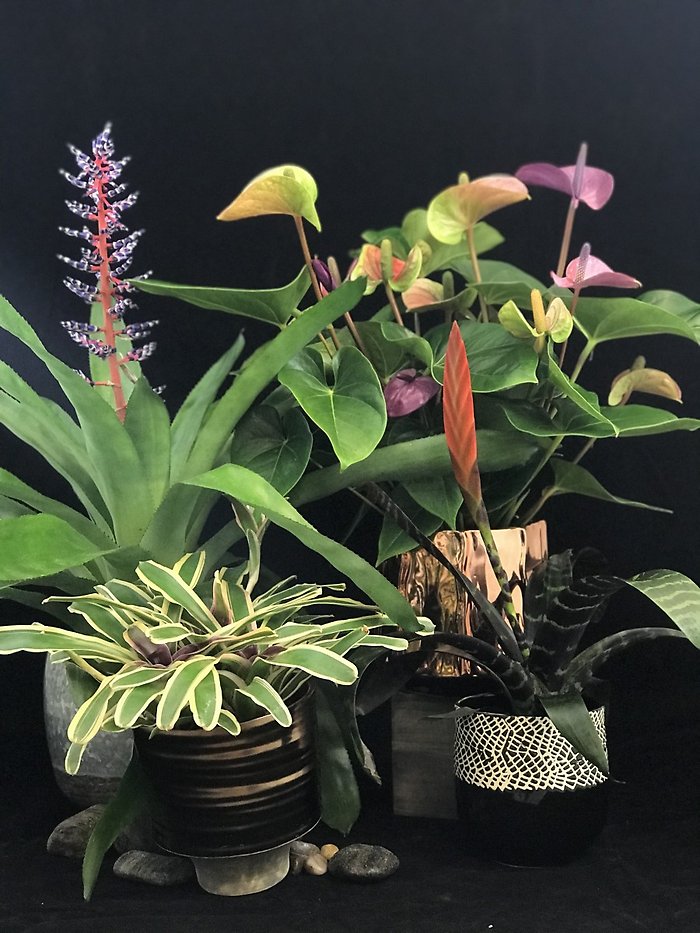Unusual Blooming Plant