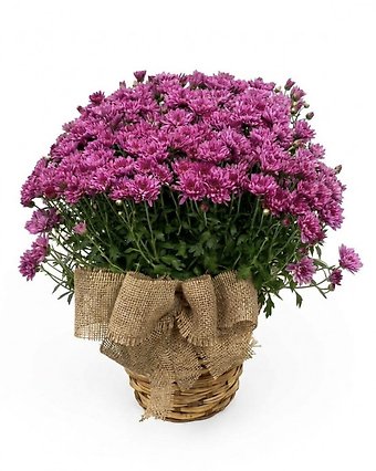 Chrysanthemum Plant