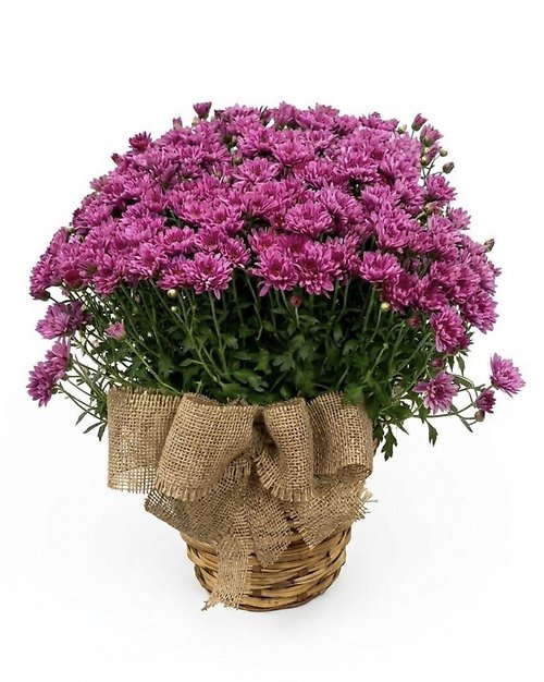 Chrysanthemum Plant