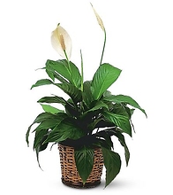Spathiphyllum Plant<br>TF133-2
