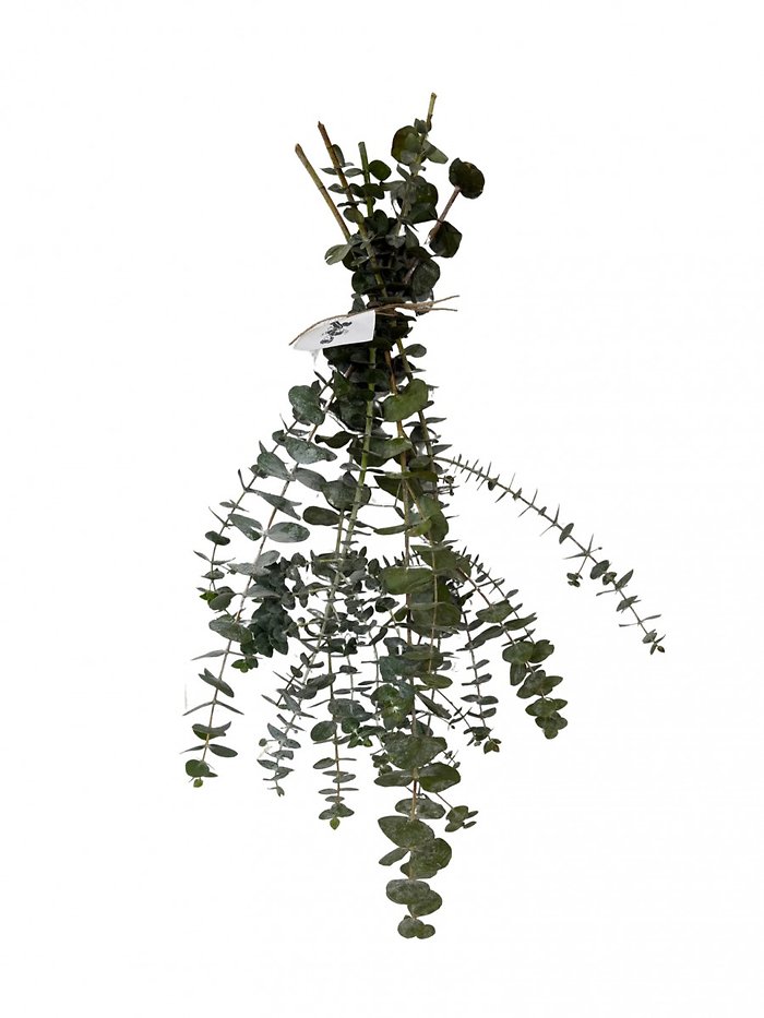 Eucalyptus Shower Bunch