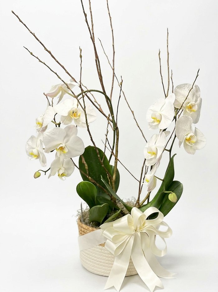 Double Stem Orchid