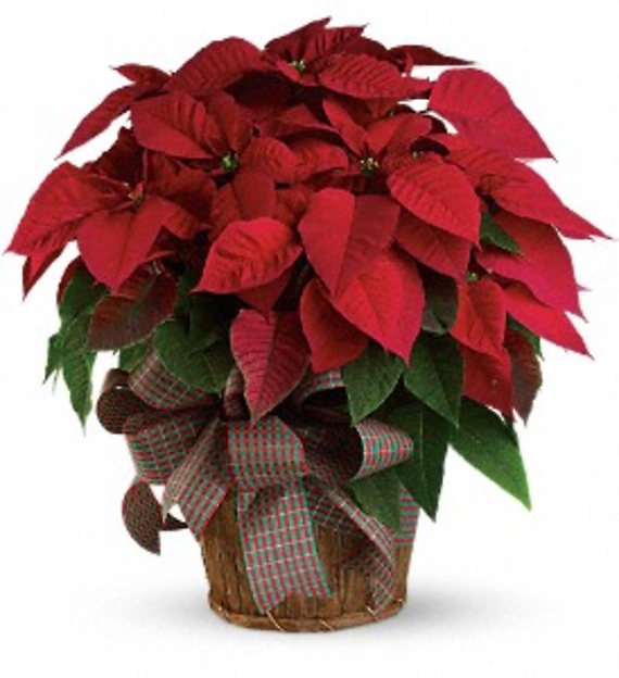 Poinsettia