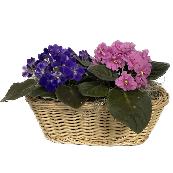 African Violets