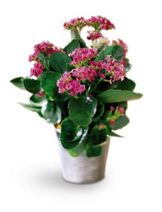 Kalanchoe Plant in a Basket<br>  TF131-1