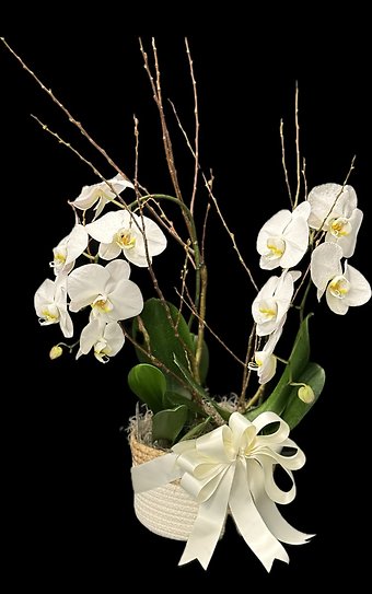 Double Stem Orchid