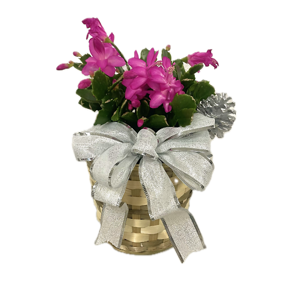 Christmas Cactus