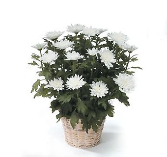 Chrysanthemum Plant