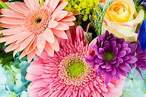 A Year of Flowers
