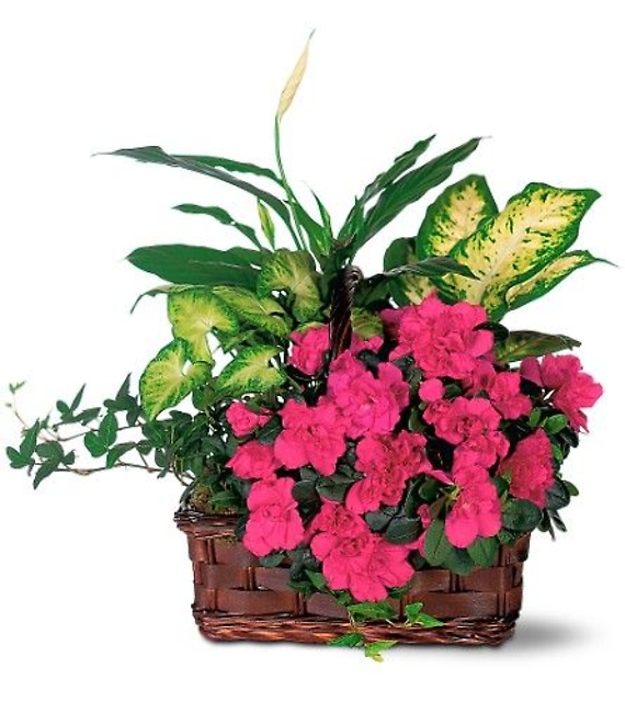 Azalea Attraction Basket<br>TF126-1