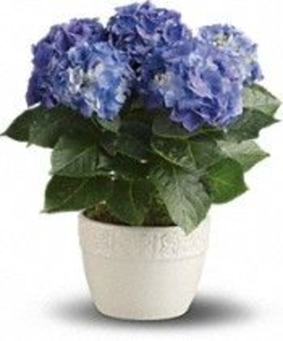 Hydrangea Plant