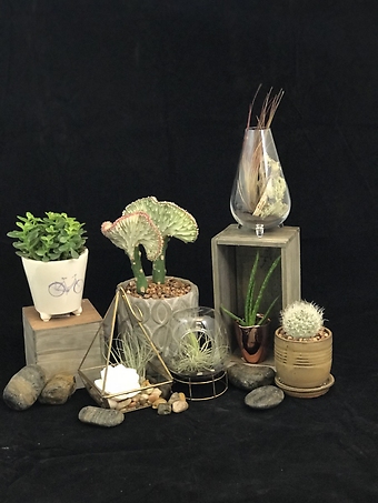 Interesting Plant gifts