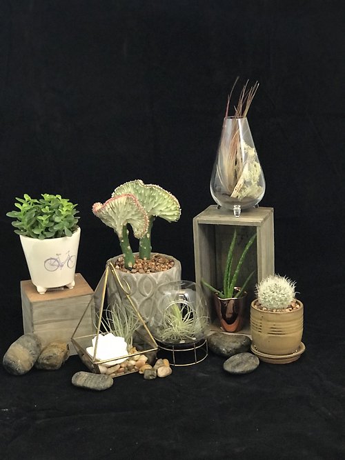 Designer Choice Airpant or Succulent (NOT PICTURED)