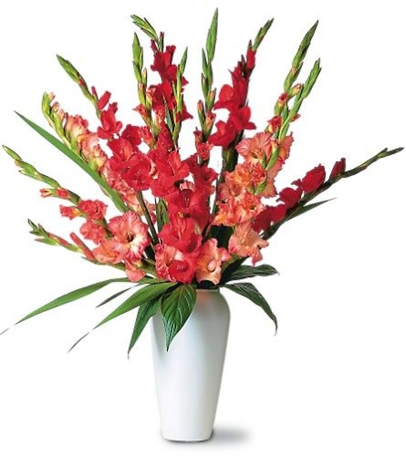 Glorious Gladioli<br>TF21-1