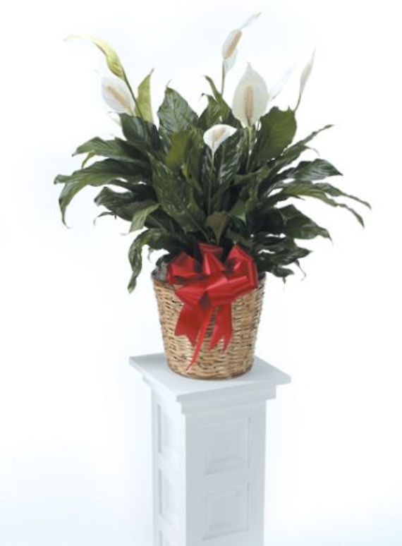 Peace Lily Plant<br>CTT 30-21