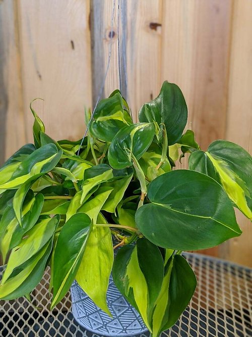 Heart Leaf Philodendron