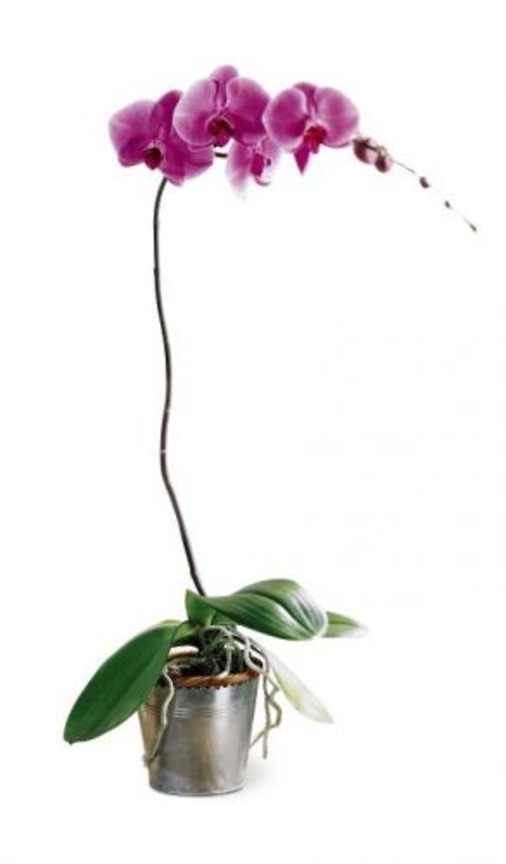Orchid Plants