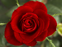 Red Rose Nosegay