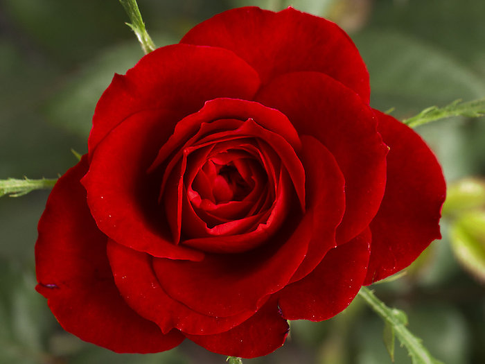 Add RED ROSES
