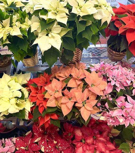 Novelty Poinsettia