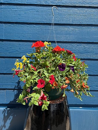 12\" Hanging Basket