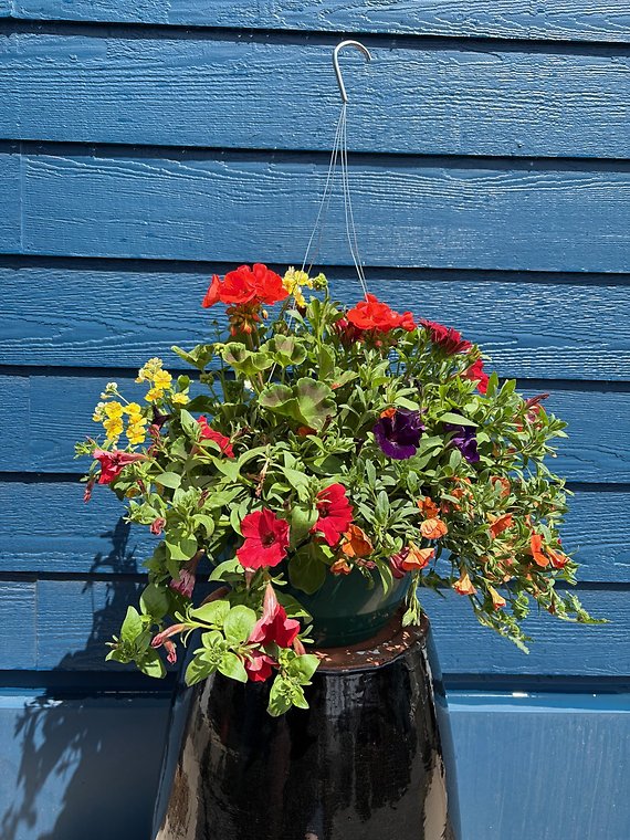 12\" Hanging Basket