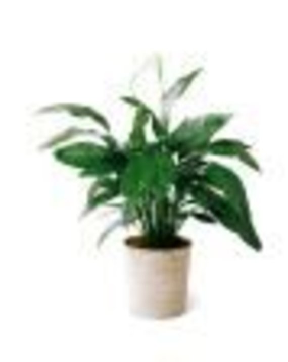 Spathiphyllum Plant in basket<br> TF133-3