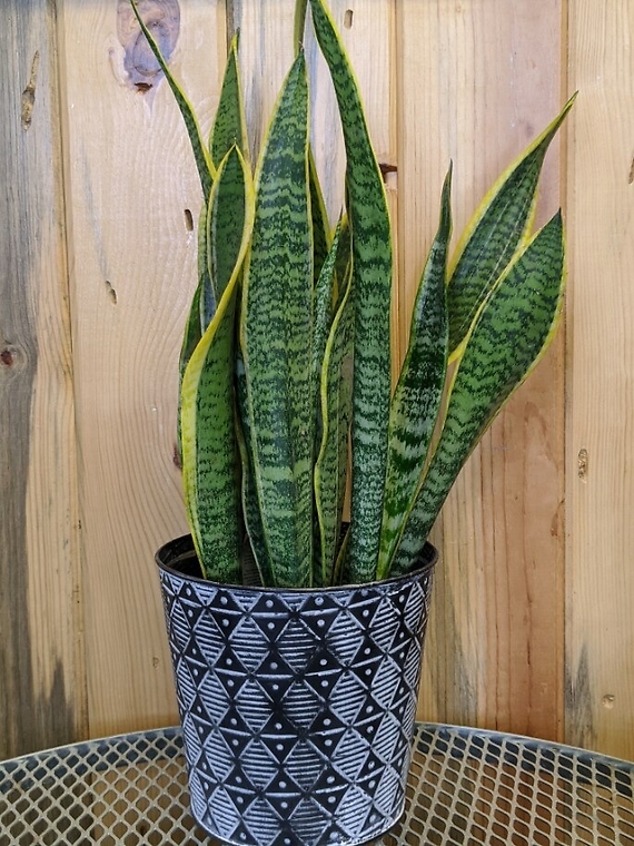 Sansevieria Plant