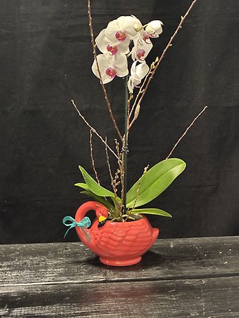 Orchid Oasis LOCAL DELIVERY ONLY