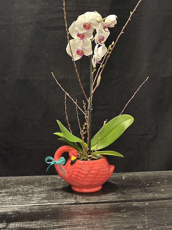 Orchid Oasis LOCAL DELIVERY ONLY