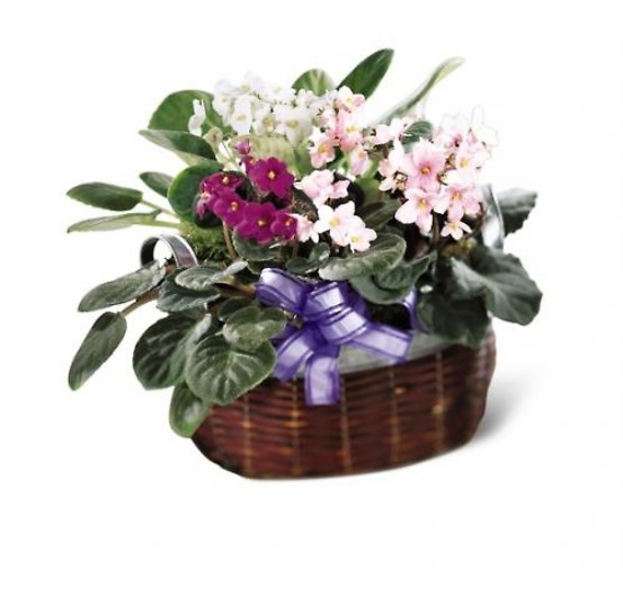 AFRICAN VIOLETS BASKET