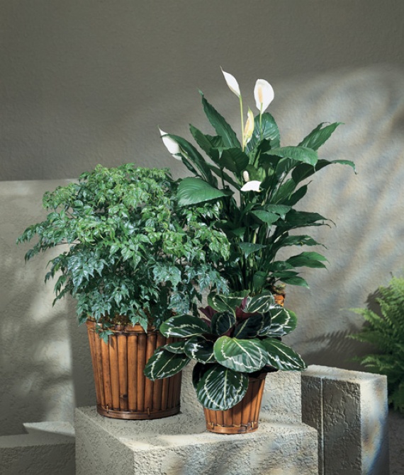 Florist Choice Plant ONE PLANT SELECTED BY US!