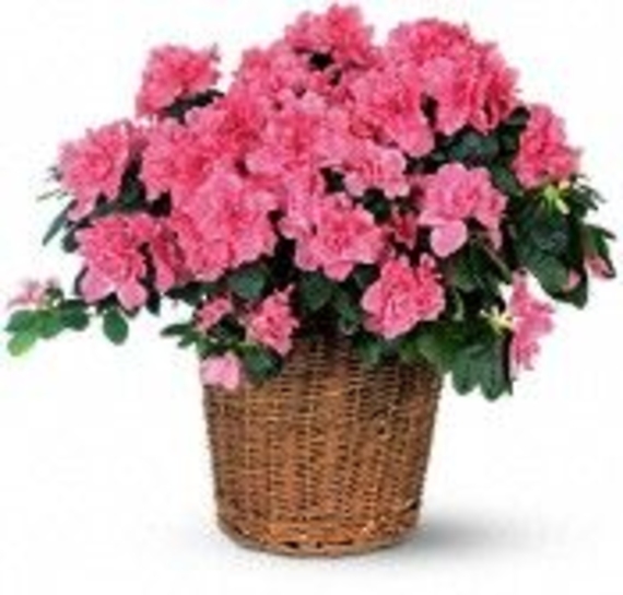 Azalea Plant