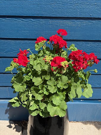 12\" Geranium