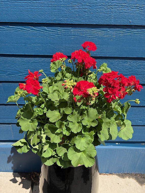12\" Geranium