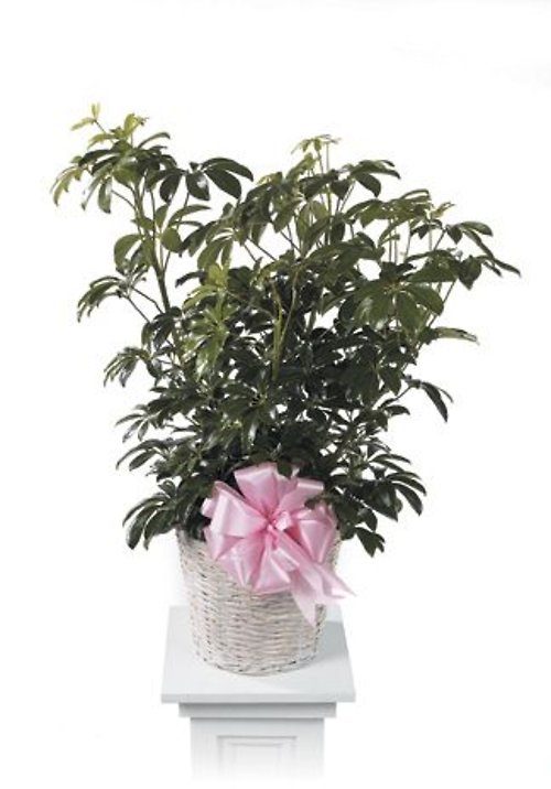 Umbrella Plant<br>CTT 67-11