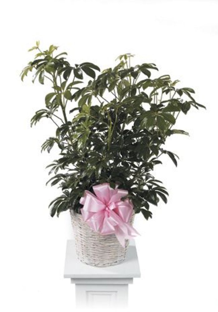 Umbrella Plant<br>CTT 67-11