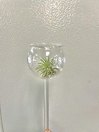 Unusual Blooming Plant