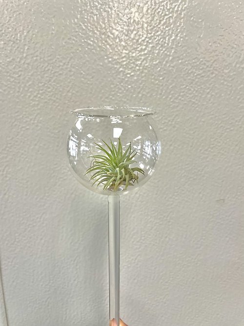 Small Air Plant Terrarium