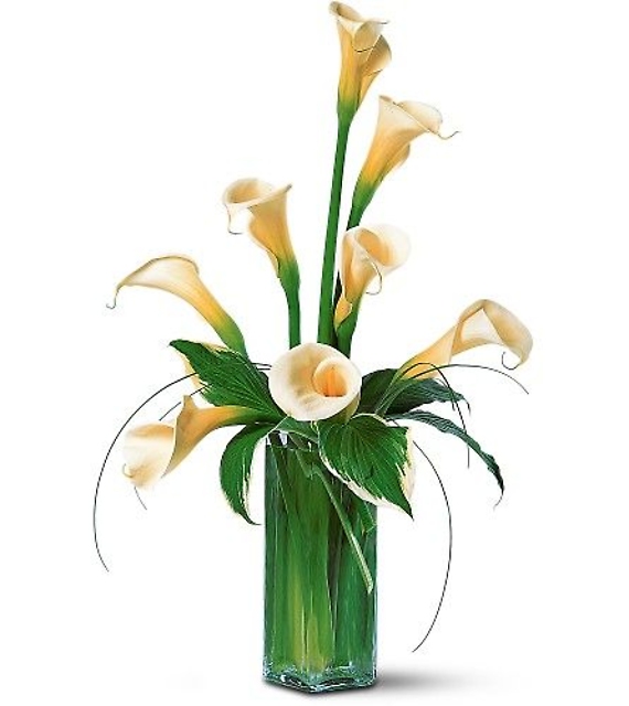 White Callas<br>TF25-1