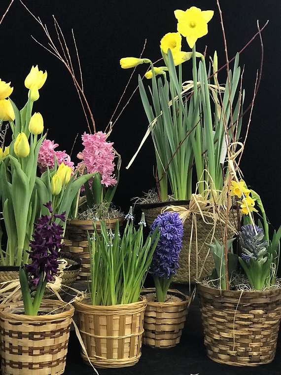 Potted Spring Bulbs