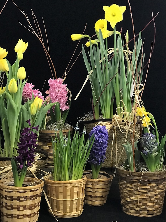 Potted Spring Bulbs