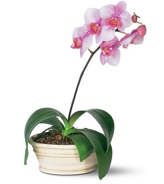 Lavander Phalaenopsis Orchid<br>TF141-2